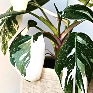 Philodendron Prince of White Live Plant - 4-9