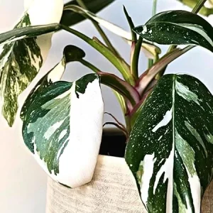Philodendron Prince of White Live Plant - 4-9