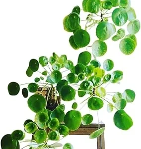Pilea Peperomioides Live Plant - Chinese Money Plant, 5-7 Inches Tall, Houseplant - Image 3