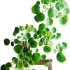 Pilea Peperomioides Live Plant - Chinese Money Plant, 5-7 Inches Tall, Houseplant - Image 1