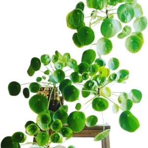 Pilea Peperomioides Live Plant - Chinese Money Plant, 5-7 Inches Tall, Houseplant - Image 1