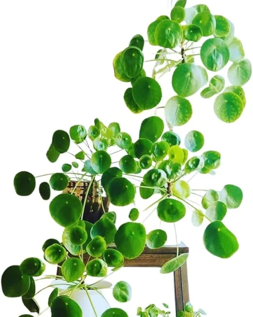 Pilea Peperomioides Live Plant - Chinese Money Plant, 5-7 Inches Tall, Houseplant - Image 4