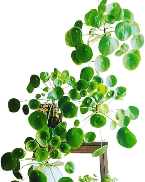 Pilea Peperomioides Live Plant - Chinese Money Plant, 5-7 Inches Tall, Houseplant - Image 7