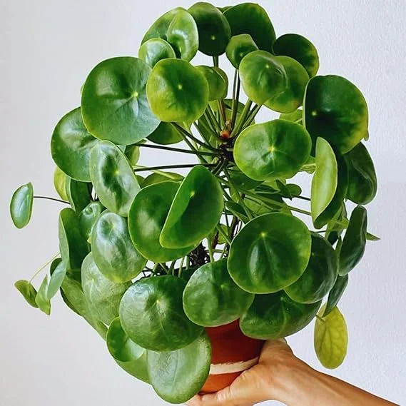 Pilea Peperomioides Live Plant - Money Plant, 5-7 Inch Height, Indoor/Outdoor Houseplant - Image 3