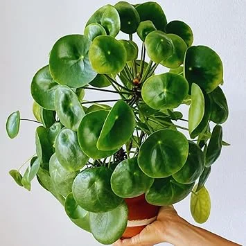 Pilea Peperomioides Live Plant - Money Plant, 5-7 Inch Height, Indoor/Outdoor Houseplant - Image 4