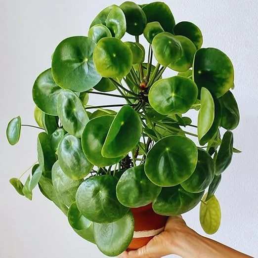 Pilea Peperomioides Live Plant - Money Plant, 5-7 Inch Height, Indoor/Outdoor Houseplant - Image 6