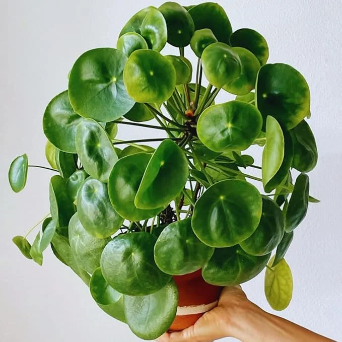 Pilea Peperomioides Live Plant - Money Plant, 5-7 Inch Height, Indoor/Outdoor Houseplant - Image 7