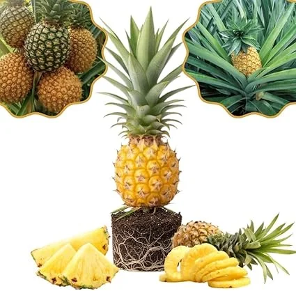 Pineapple Gold Live Plant – 4-8 Inches Tall Tropical Fruit Tree – Outdoor - Image 3