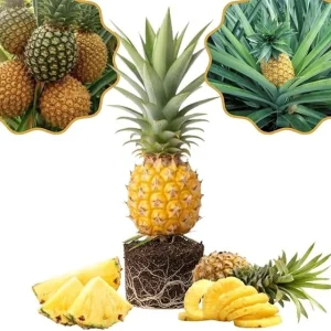 Pineapple Gold Live Plant – 4-8 Inches Tall Tropical Fruit Tree – Outdoor - Image 4