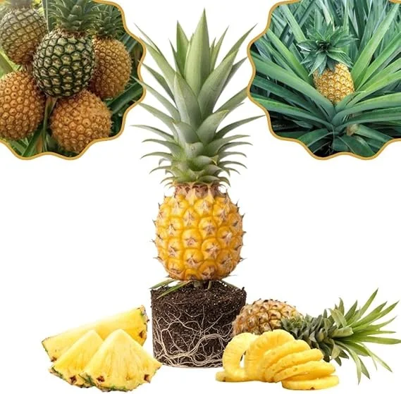 Pineapple Gold Live Plant – 4-8 Inches Tall Tropical Fruit Tree – Outdoor - Image 4