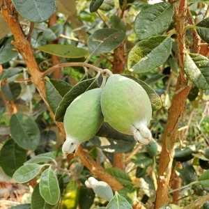 Pineapple Guava Live Plants - Set of 2, 4-8 Inches Tall, Outdoor - Image 6