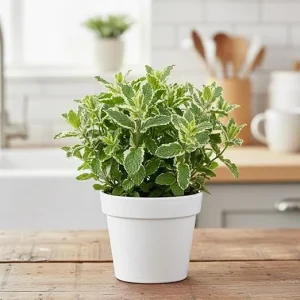 Pineapple Mint Live Plant 4-6" Tall - Potted Perennial Herb for Gardens - Image 2