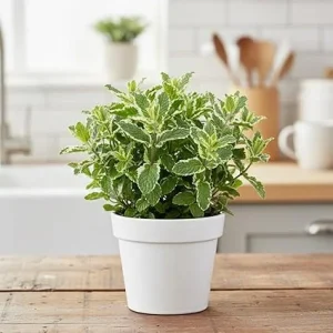Pineapple Mint Live Plant 4-6" Tall - Potted Perennial Herb for Gardens - Image 1