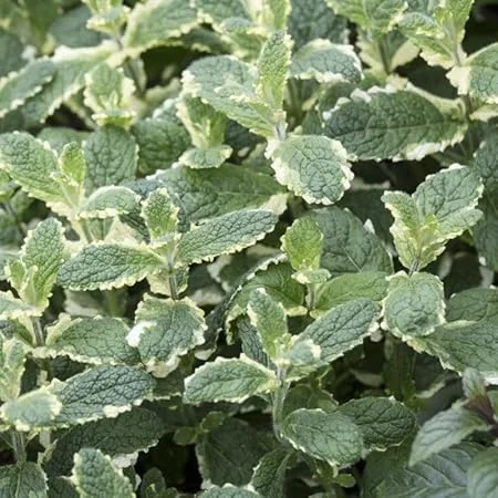 Pineapple Mint Live Plant – 4 inch Pot – Aromatic Herb, Indoor/Outdoor - Image 2