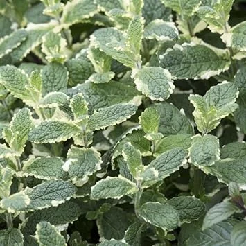 Pineapple Mint Live Plant – 4 inch Pot – Aromatic Herb, Indoor/Outdoor - Image 3