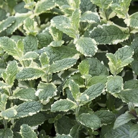 Pineapple Mint Live Plant – 4 inch Pot – Aromatic Herb, Indoor/Outdoor - Image 1