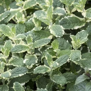 Pineapple Mint Live Plant – 4 inch Pot – Aromatic Herb, Indoor/Outdoor - Image 4