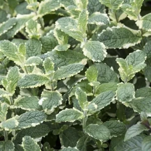 Pineapple Mint Live Plant – 4 inch Pot – Aromatic Herb, Indoor/Outdoor - Image 6