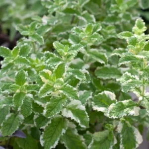 Pineapple Mint Live Plant – Aromatic Herb, 4 Inch Pot, Zones 4-11 - Image 2