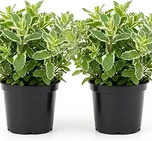 Pineapple Mint Live Plant – Set of 2, 4-6 Inches, Perennial Herb, Indoor/Outdoor - Image 2