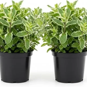 Pineapple Mint Live Plant – Set of 2, 4-6 Inches, Perennial Herb, Indoor/Outdoor - Image 4