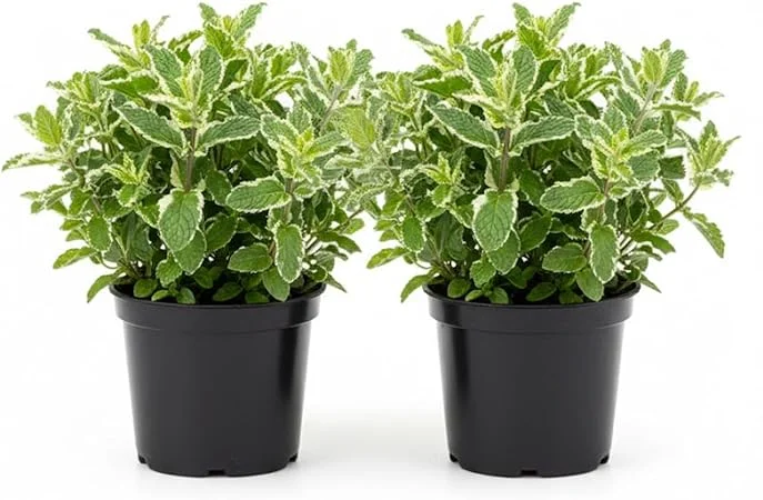 Pineapple Mint Live Plant – Set of 2, 4-6 Inches, Perennial Herb, Indoor/Outdoor - Image 5