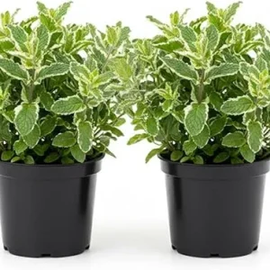 Pineapple Mint Live Plant – Set of 2, 4-6 Inches, Perennial Herb, Indoor/Outdoor - Image 6