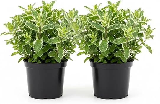 Pineapple Mint Live Plant – Set of 2, 4-6 Inches, Perennial Herb, Indoor/Outdoor - Image 7