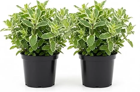 Pineapple Mint Live Plant – Set of 2, 4-6 Inches, Perennial Herb, Indoor/Outdoor - Image 1
