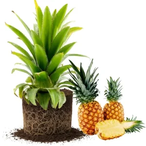 Pineapple Plants Live - Set of 2 White Jade Tropical Fruit Shrubs, 4-8 Inch Tall, Outdoor - Image 1