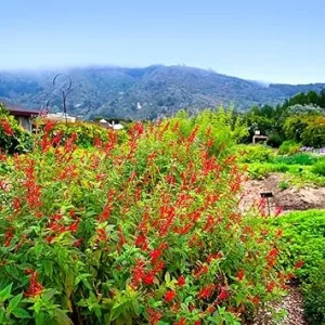 Pineapple Salvia Live Plant in 4 inch Pot - Red Salvia Sage Perennial - Image 2