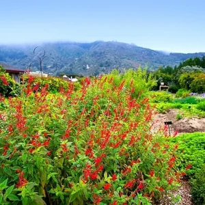 Pineapple Salvia Live Plant in 4 inch Pot - Red Salvia Sage Perennial - Image 1