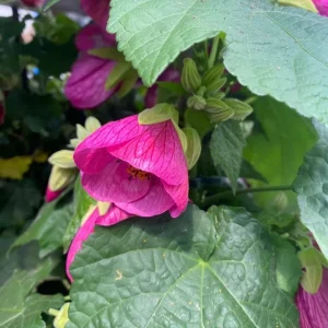 Pink Abutilon Plant Live - Flowering Maple Lantern Flowers 5-8