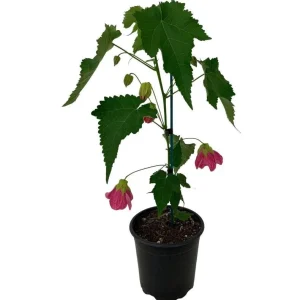 Pink Abutilon Plant Live - Flowering Maple Lantern Flowers 5-8