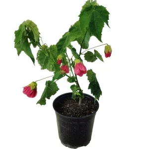 Pink Abutilon Plant Live - Flowering Maple Lantern Flowers 5-8