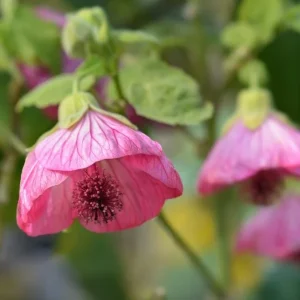 Pink Abutilon Plant Live - Flowering Maple Lantern Flowers 5-8
