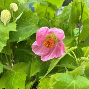 Pink Abutilon Plant Live - Flowering Maple Lantern Flowers 5-8