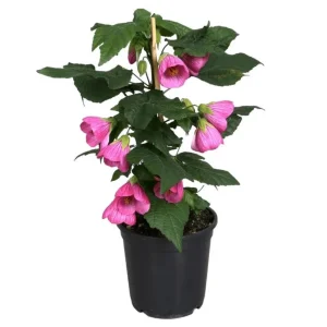 Pink Abutilon Plant Live - Flowering Maple Lantern Flowers 5-8" Tall - Image 1