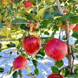 Pink Apple Tree Live Plant, 24 Inch Tall, Dwarf Fruit Tree, Zones 4-9 - Image 7
