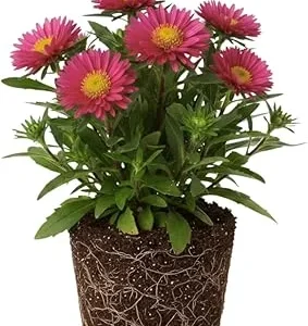 Pink Aster Live Plant, Perennial, 5-7 Inches Tall, Vibrant Blooms, Indoor/Outdoor - Image 3