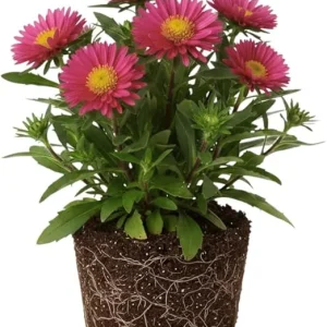 Pink Aster Live Plant, Perennial, 5-7 Inches Tall, Vibrant Blooms, Indoor/Outdoor - Image 4