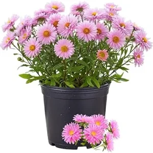 Pink Aster Live Plant - Perennial Flower, 5-7 Inches Tall, USDA Zones 3-8 - Image 3