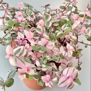 Pink Callisia Repens Live Plant Pink Turtle Vine House Plant Indoor 4 Inch Pot - Image 5