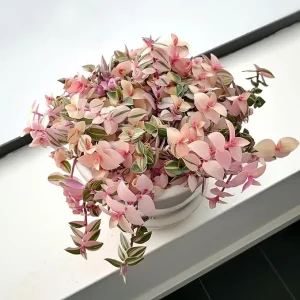 Pink Callisia Repens Live Plant – Pink Turtle Vine Succulent – 2 Inch Pot – Indoor House Plant - Image 3