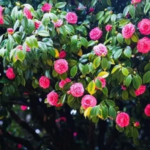 Pink Camellia Japonica Live Plant, 5-10 Inch Tall Flowering Bush, 4 Inch Pot, Outdoor - Image 2