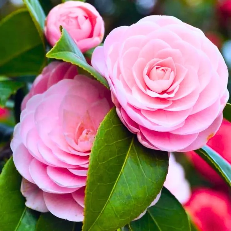 Pink Camellia Live Plant, 10-12 Inch Tall Camellia Japonica, 4" Pot - Image 2