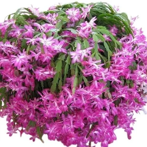 Pink Christmas & Thanksgiving Cactus Live Plant – Schlumbergera Flower 4-6" Tall - Image 1