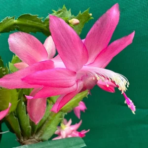 Pink Christmas & Thanksgiving Cactus Live Plants – 2-Pack – 4-6