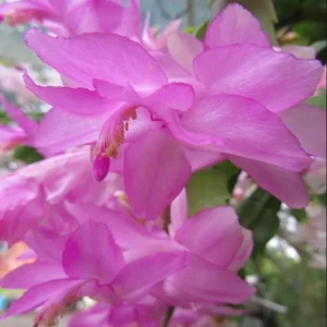 Pink Christmas & Thanksgiving Cactus Live Plants – 2-Pack – 4-6