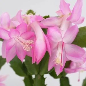 Pink Christmas & Thanksgiving Cactus Live Plants – 2-Pack – 4-6